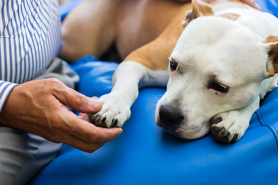 sick dog is sitting on a sofa with his owner