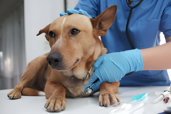 A Dog being Examined by the Vet
