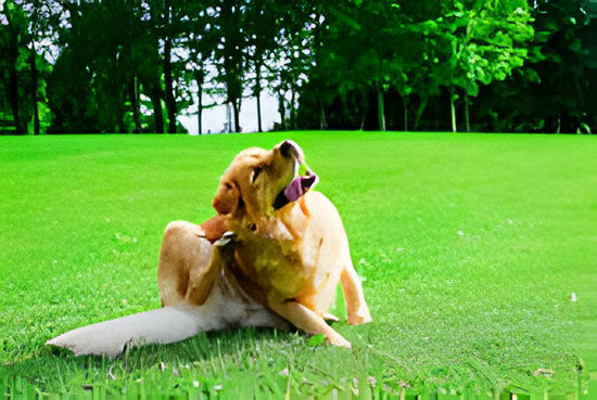 A Dog on the grass scratches its ear