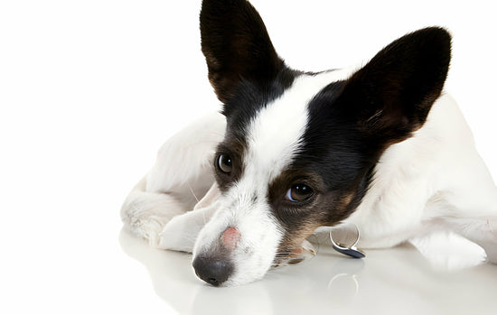 A Pup with ringworm putting its head down 