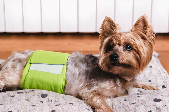 A Pup in a Pad sitting on the bed