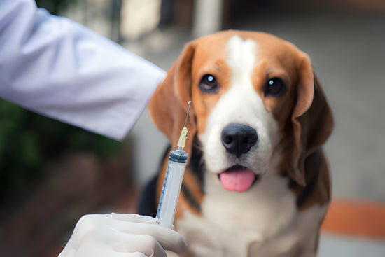 A beagle ready to be Vaccinated