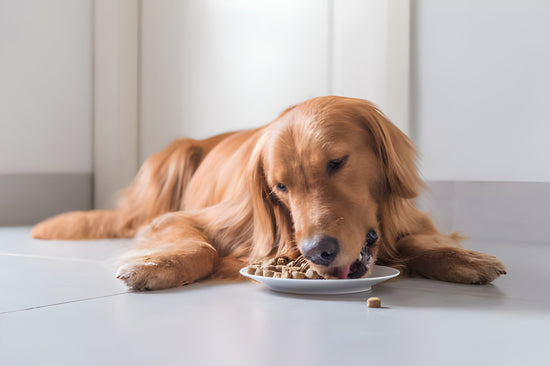 Royal Canin Dog Food for your Dogs 