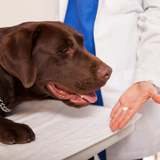 A tablet being given to a dog at the vet’s clinic