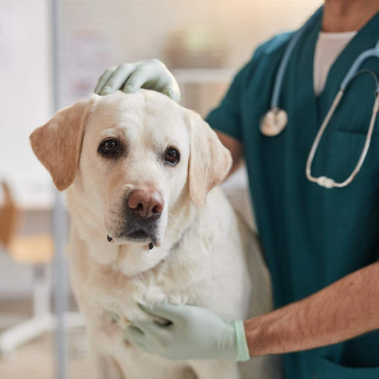 A dog at a vet clinic being checked by a vet