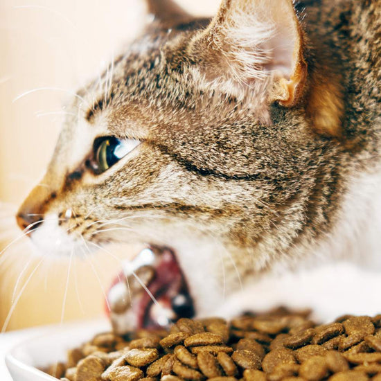 Cat vomiting its food