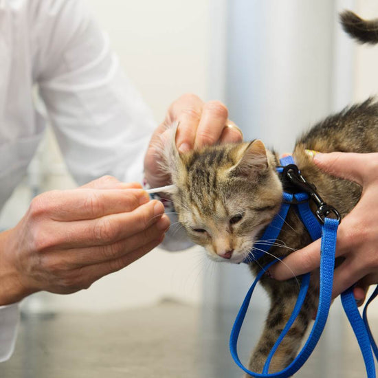 A vet cleaning a cat’s ear