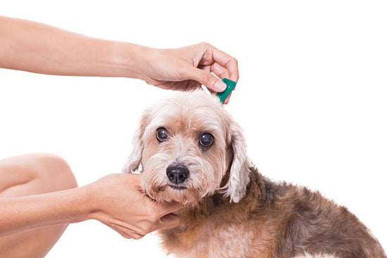Getting Rid of Fleas & Ticks from Dogs and Cats