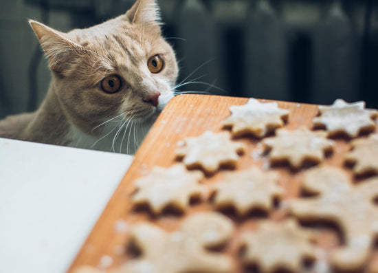 Treating Your Feline Friend: A Guide to Cat Treats
