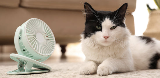3 Ways To Keep Your Cat Cool In Summers