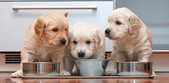 How to choose the right food for your puppy?