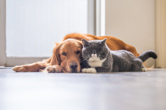 Preventing Hair Fall in Dogs and Cats