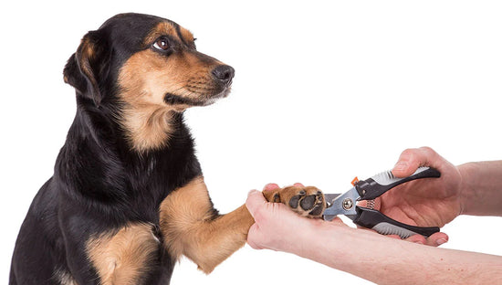 The Importance Of Dog Nail Care: Benefits And Consequences