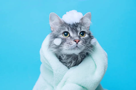 Choosing Cat Shampoos: Tips for Healthy Cat Fur and Coat