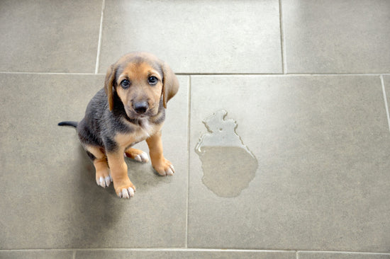 About Puppy Urination Patterns: Training, Cleanliness, and Health Monitoring