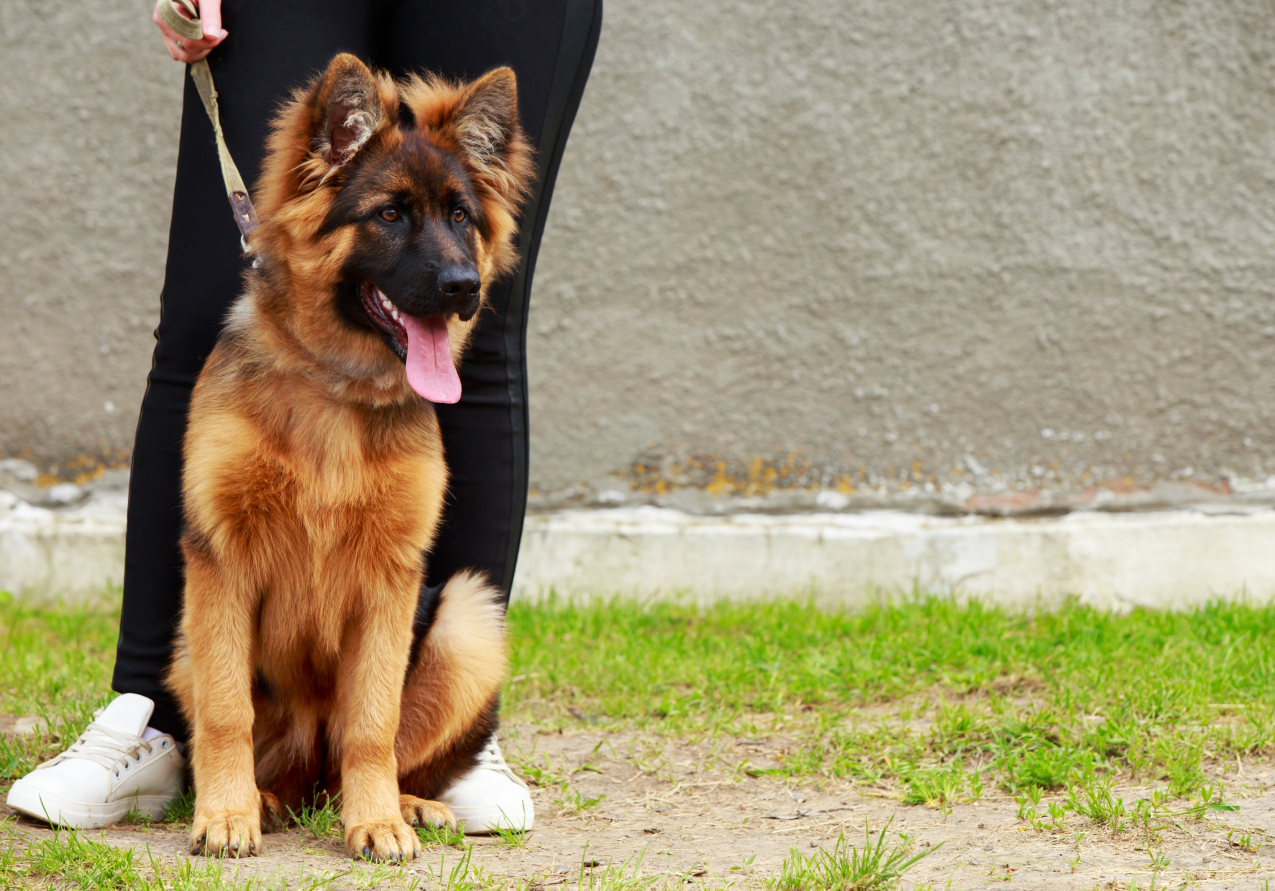 9 Essential German Shepherd Exercise Routines for Health and Fitness -  Shepherd Sense