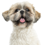 Shih_Tzu