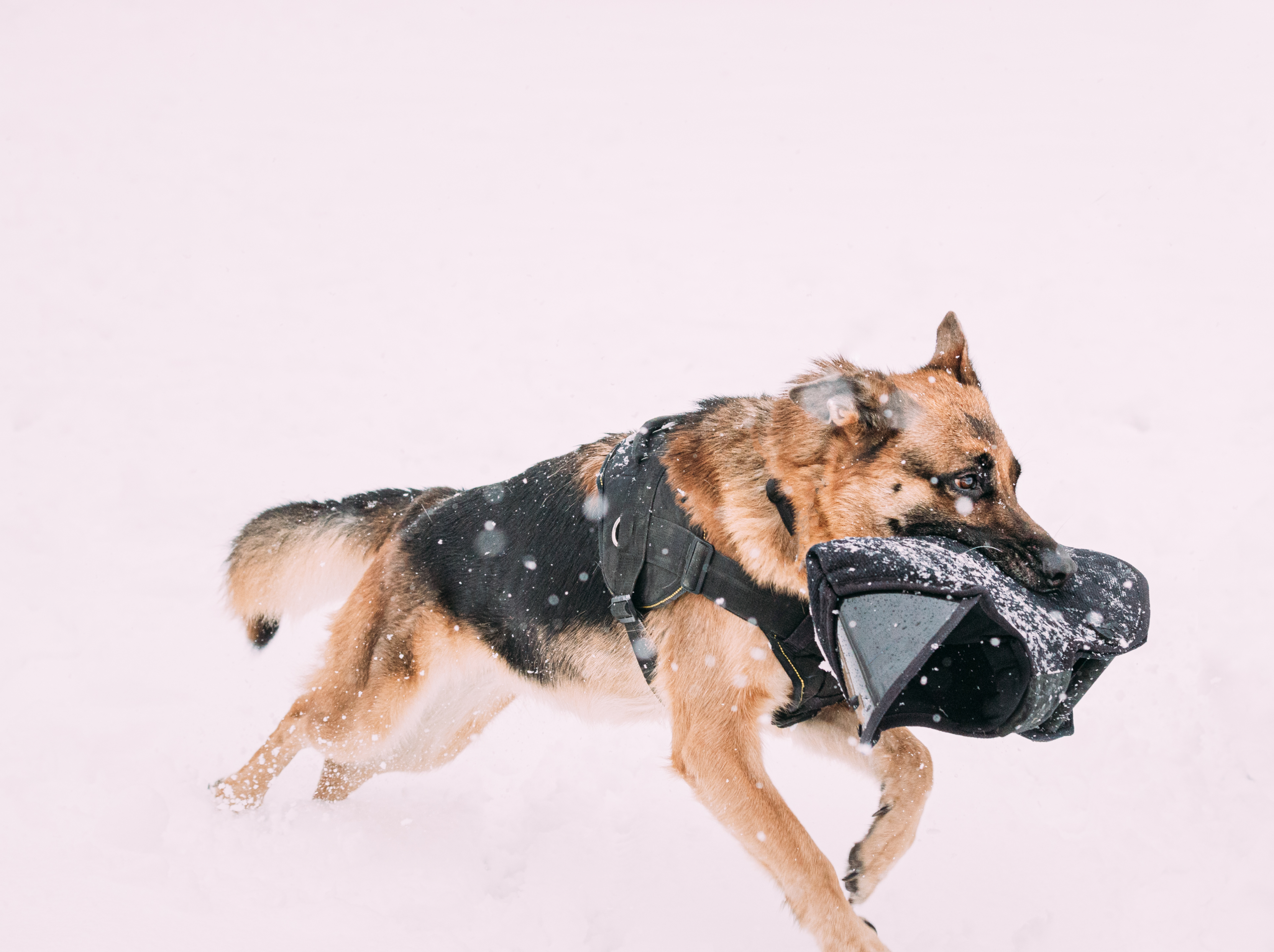 German Shepherd-training-img