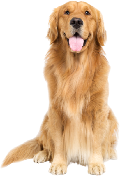 golden-retriever-health-concern-image