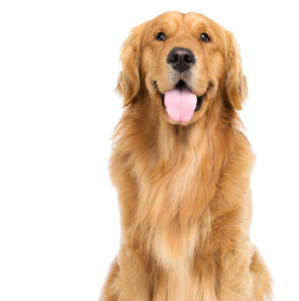 golden-retriever-health-concern-image