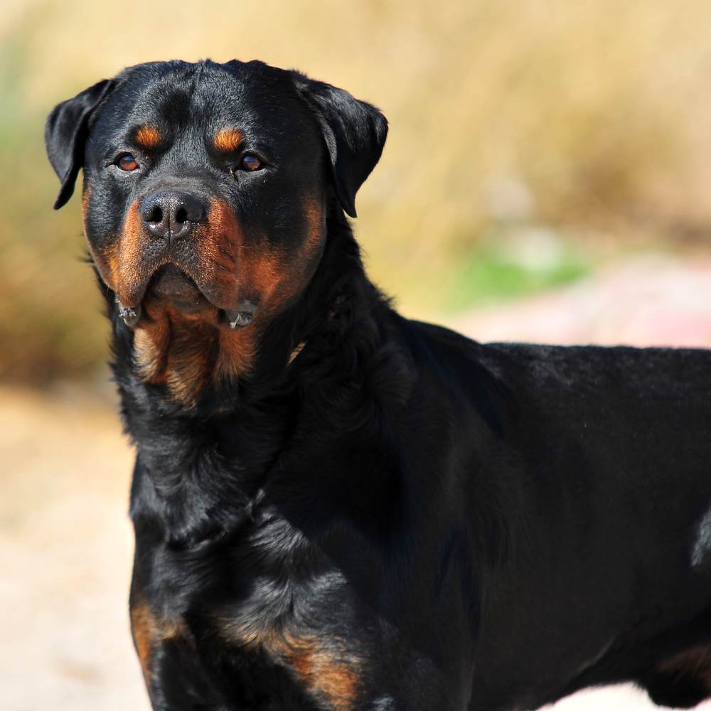 Hot Picks: Top Dog Breeds Suited for Indian Climate