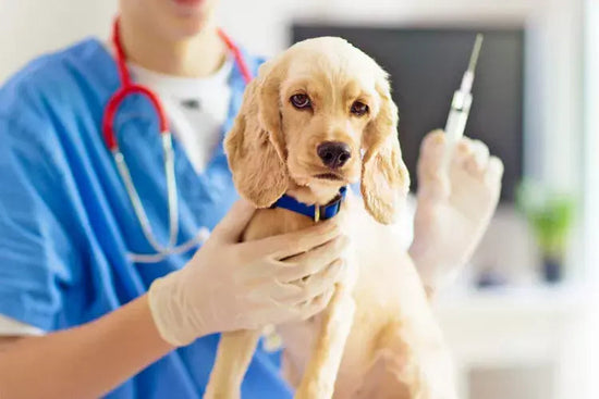 A Complete Dog Vaccination Guide: Keeping Your Pet Healthy