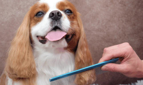 A Complete Guide to Dandruff in Dogs: Causes and Treatment