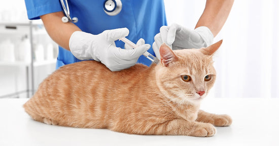 A Comprehensive Guide to Getting Your Cat Vaccinated