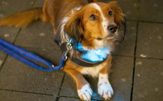 A Comprehensive Guide To Reflective Dog Collar