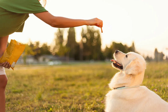 A Guide for Positive Reinforcement Dog Training