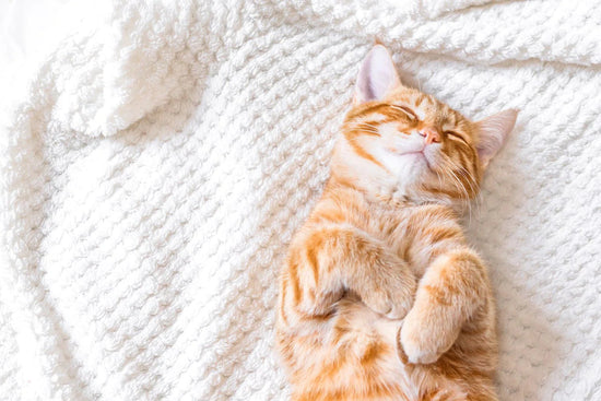 Avoiding Sleep Deprivation in Cats