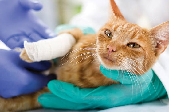 Basics of First Aid for Cats