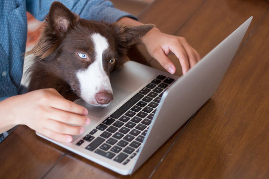 Benefits of Online Vet Consultations