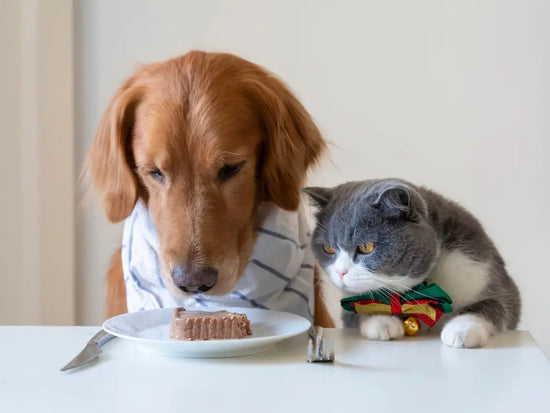 Can Cats Eat Dog Food in an Emergency?