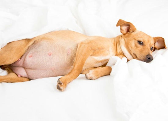 Caring For Pregnant Dogs: Pregnancy to Postpartum Care