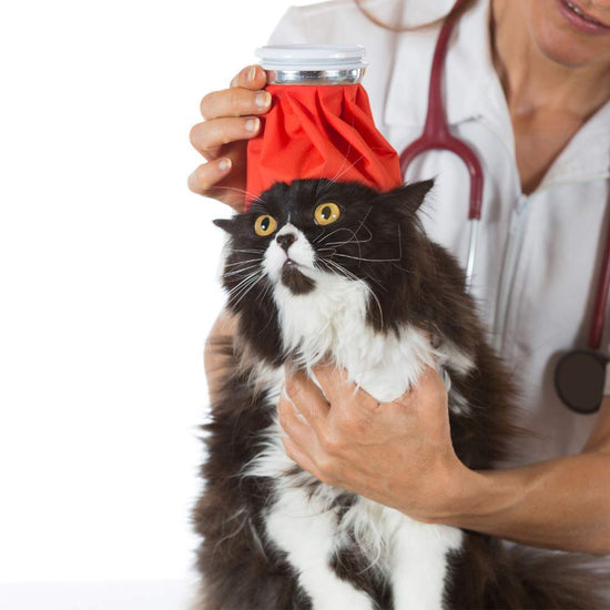 A nurse putting a cold pack on a cat’s head