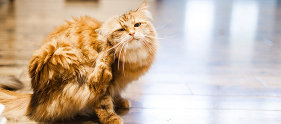 Cat Fleas and Ticks: Treatment and Prevention