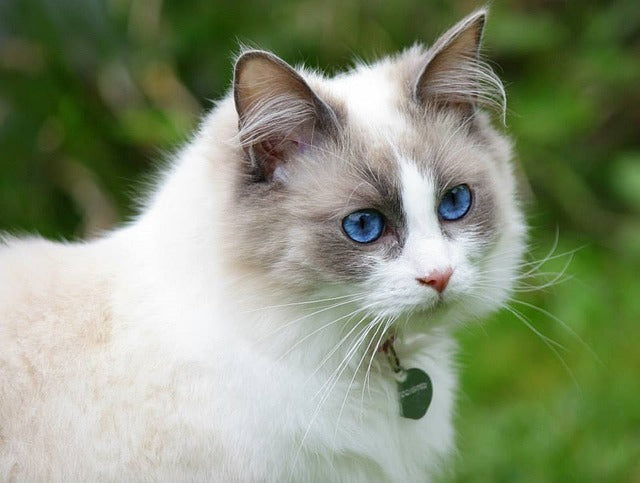 8 Most Prominent Cat Breeds in India