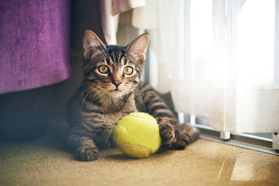 Cat-Proofing Your Home: Tips for Keeping Your Cat Safe