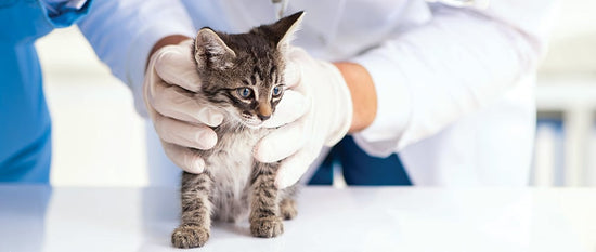 Cat Sterilization: A Guide to Cat Spaying and Neutering