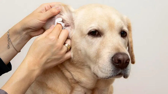 Causes and Treatment of Dog Ear Infection