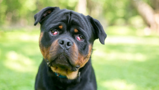 Cherry Eye in Dogs: What are the Symptoms and Treatment?