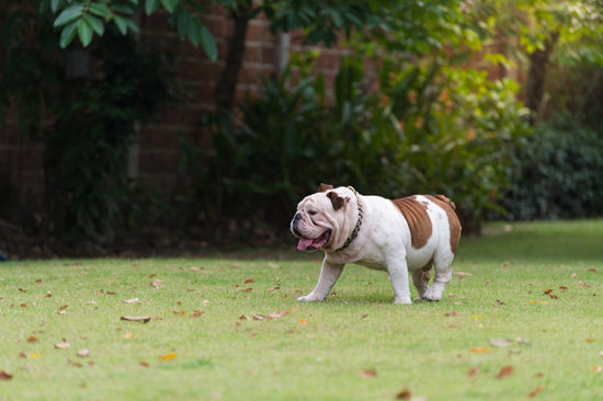Combating Obesity in Dogs: Everything You Need to Know