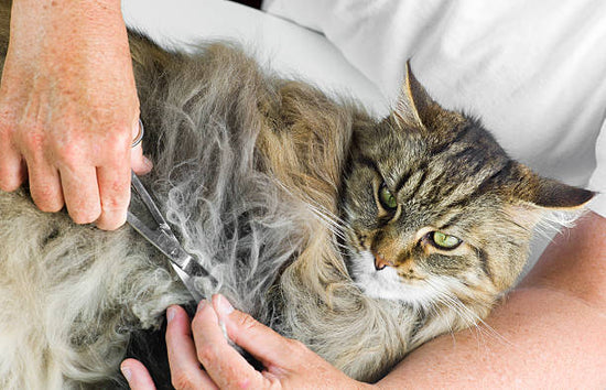 Defeating Matted Cat Hair: A Guide to Cat Fur Care