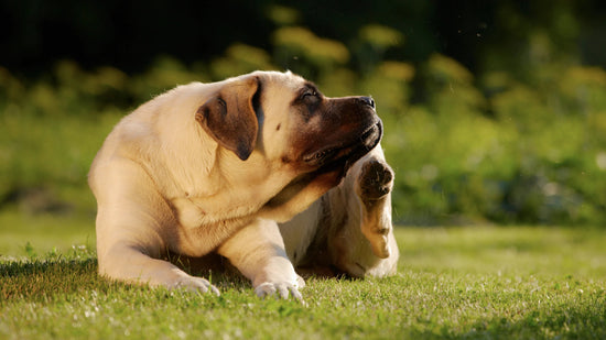Dog Deworming: How to Prevent and Treat Worms in Dogs