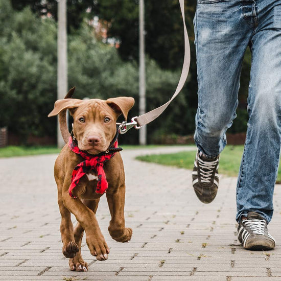 Pet parent walking his dog