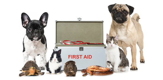 First Aid Kit Essentials For Your Pet