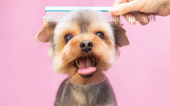 Grooming Tools For Dogs: Exploring The Purpose Of Brushes And Combs