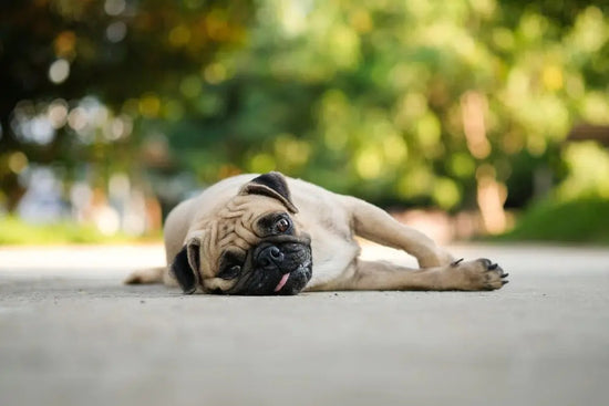 Heat Exhaustion: Signs & Treatment of Heat Stroke in Dogs