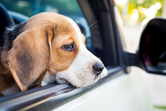 How to Calm Your Nervous Pet During Travel